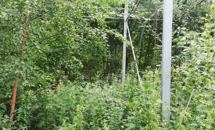 Nöteriet i Kivik, hösten 2023. Mycket växtlighet vid del av växthus. Ser igenvuxet ut.