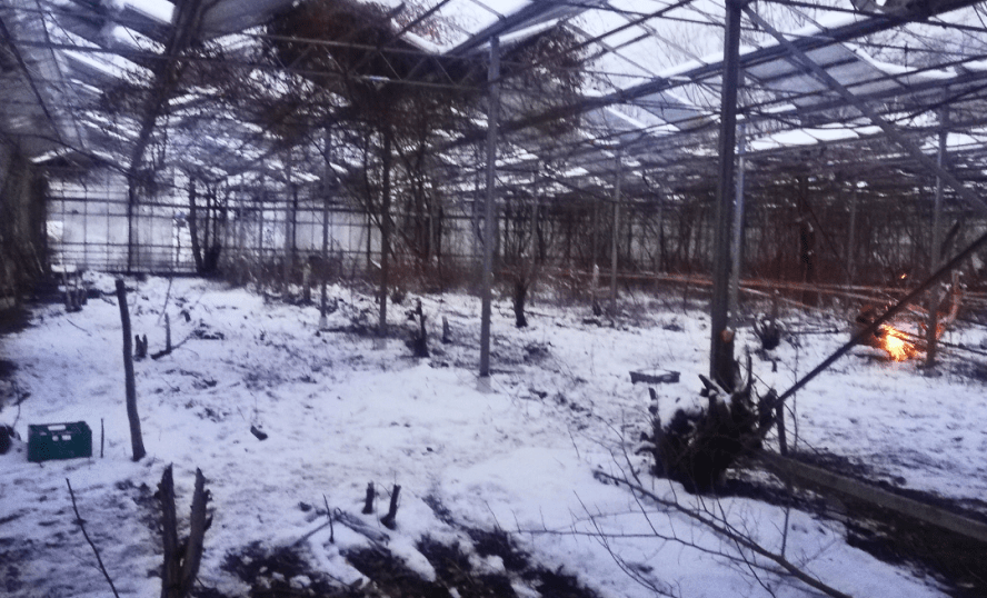 Nöteriet i Kivik, vintern 2024. Foto från ett växthus med snö inomhus. 